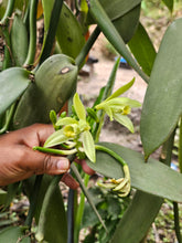 Carica l&#39;immagine nel visualizzatore di Gallery, Offerta Scoperta Vaniglia: 10 Baccelli del Madagascar Acquistati [+ 10 Baccelli dell&#39;Uganda in Omaggio]
