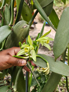 Gousses de Vanille d'Ouganda Grand Cru (Quantité Doublée)